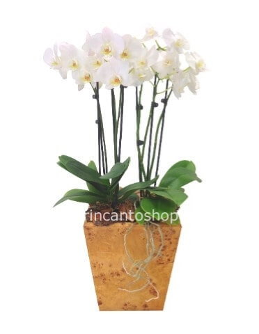 Pianta di phaleonopsis con uno stelo