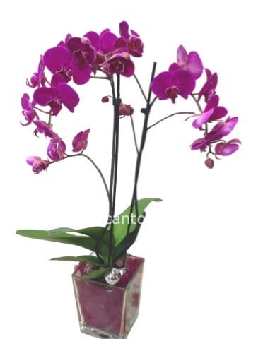 orchidea phalenopsis