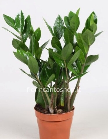 pianta zamioculcas