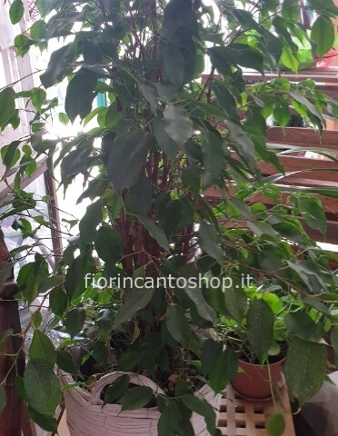 pianta di ficus benjamino