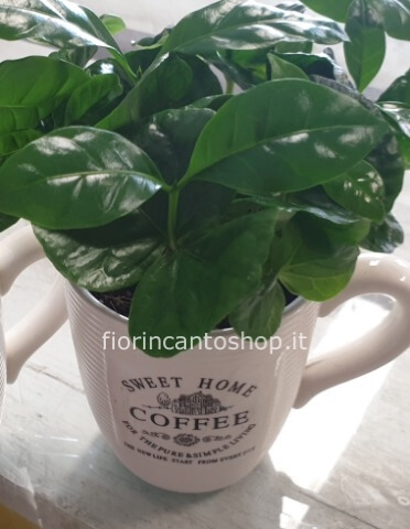 pianta del caffè