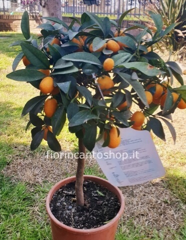 pianta di kumquat, mandarino cinese
