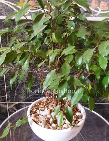 pianta di ficus benjamino in ciotola di ceramica
