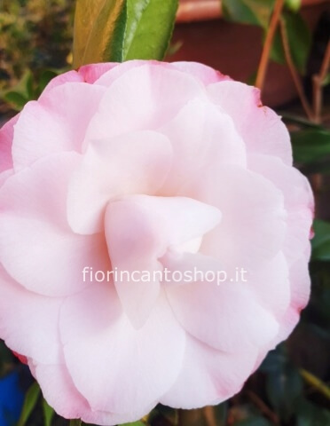 pianta di camelia