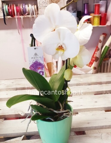 pianta di phalenopsis ad arco