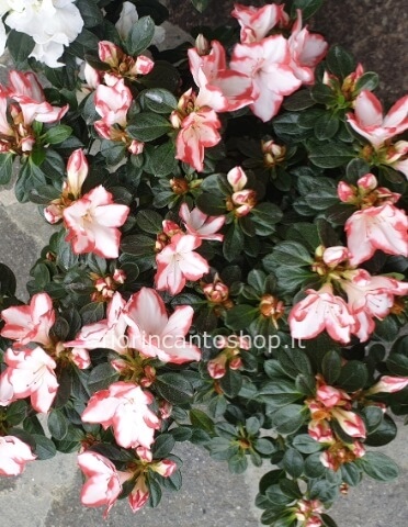 pianta di azalea