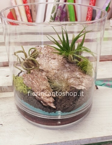 terrarium di tillandsia