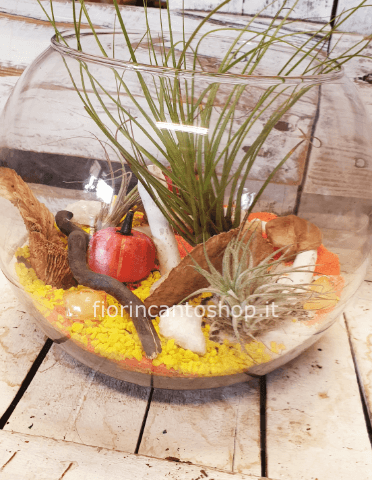 boule di tillandsia