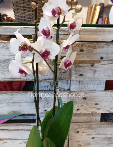 Pianta di phalenopsis a 2 rami
