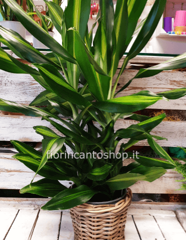Dracena